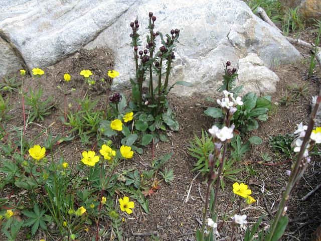 Canadian Rockies-139.JPG - Larch Valley Area